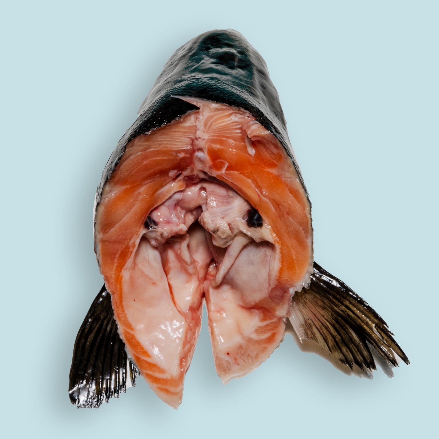 Salmon head for outlet dogs